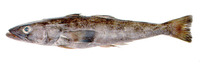 Dissostichus eleginoides, Patagonian toothfish: fisheries