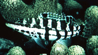 Serranus tigrinus, Harlequin bass: aquarium