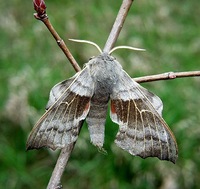 Laothoe populi - Poplar Hawk-moth