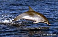 Image of: Stenella frontalis (Atlantic spotted dolphin)
