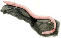 Image of: Proteus anguinus (blind cave salamander)