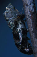 Image of: Papilio cresphontes