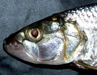 Hydrocynus brevis - Tiger Fish