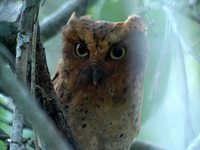 Sokoke Scops-Owl - Otus ireneae