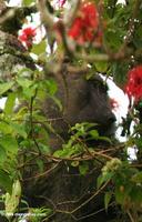 Olive baboon in a coral tree