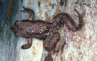 : Rheobates palmatus