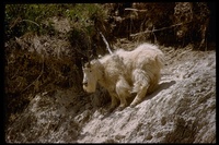 : Oreamnos americanus; Mountain Goat