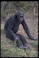 : Pan troglodytes; Chimpanzee