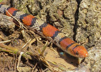 : Cemophora coccinea copei; Northern Scarlet Snake