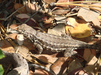 : Sceloporus graciosus; Sagebrush Lizard