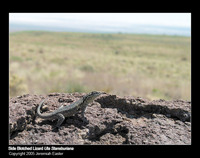 : Uta stansburiana nevadensis; Nevada Side Blotched Lizard