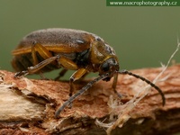 Galerucella calmariensis - Loosestrife Leaf Beetle