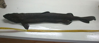Zameus squamulosus, Velvet dogfish: fisheries