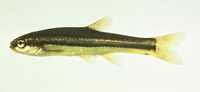 Phoxinus eos, Northern redbelly dace: aquarium, bait