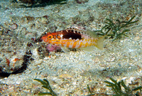 Serranus annularis, Orangeback bass: aquarium
