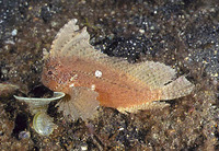 Ablabys taenianotus, Cockatoo waspfish: aquarium