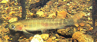 Galaxias fasciatus, Banded kokopu: fisheries, gamefish