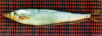 Phalacronotus bleekeri, : fisheries, aquaculture