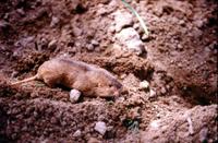 Image of: Geomys attwateri (Attwater's pocket gopher)