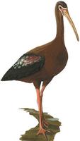 Image of: Plegadis chihi (white-faced ibis)