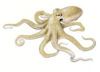 Image of: Octopus vulgaris (common octopus)