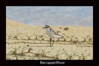 Red capped Plover