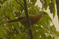 Rufous Babbler - Turdoides subrufus