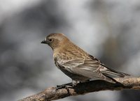 Brown-capped Rosy-Finch - Leucosticte australis