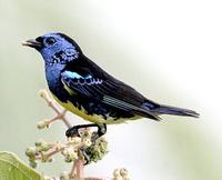 * Turquoise Tanager