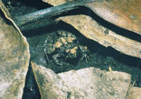 : Phrynobatrachus ungujae; Zanzibar Dwarf Puddle Frog