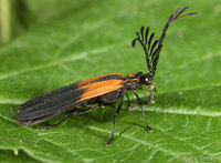 : Caenia dimidiata; Net-winged Beetle