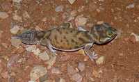 : Nephrurus levis pilbarensis; Smooth Knob-tailed Gecko
