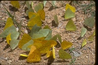 : Phoebus sp.; Sulphur Butterfly