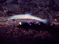 Oncorhynchus mykiss, Rainbow trout: fisheries, aquaculture, gamefish