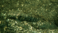 Cryptocentrus strigilliceps, Target shrimp goby: aquarium