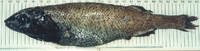 Alepocephalus australis, Small scaled brown slickhead: fisheries