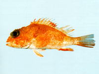Neomerinthe amplisquamiceps, Orange scorpionfish: