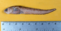 Lepophidium pardale, Leopard cusk eel: fisheries