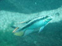Pelvicachromis pulcher - Common Krib