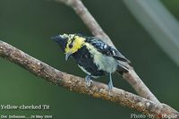 Yellow-cheeked Tit - Parus spilonotus
