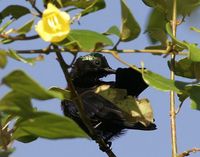 Black Sunbird - Leptocoma sericea