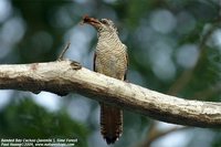 Banded Bay Cuckoo - Cacomantis sonneratii