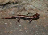 : Hydromantes italicus; Italian Cave Salamander