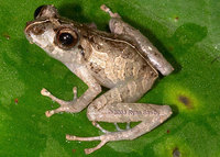 : Pristimantis martiae