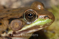 : Rana clamitans melanota; Green Frog, Bronze Frog