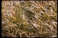 : Phalaropus sp.