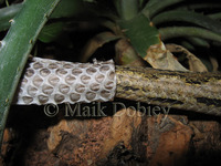 : Daboia russelii siamensis; Siamese Russell's Viper