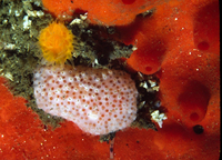 : Archidistoma molle; Colonial Tunicate;