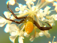 : Misumenoides formocipes; Crab Spider