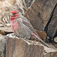 Red-breasted Rosefinch